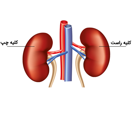 چند توصیه برای مراقبت از کلیه‌ها
