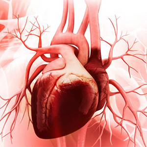 46درصد از مرگ‌ های کشور ناشی از بیماری‌ های قلبی است/ کاهش سن سکته قلبی در ایران
