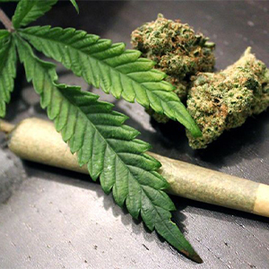 افزایش قدرت تخریب گل با دستکاری ژنتیکی/ تاثیر گل حتی از حشیش هم بیشتر است